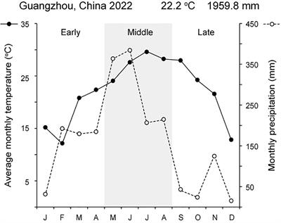 How searcher shoots grow and branch in mature liana mats: the case of Merremia boisiana